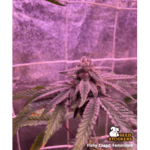 Seed Stockers Fishy Zoap cannabis plant image 5