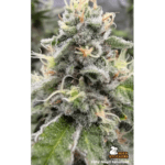 Seed Stockers Fishy Zoap cannabis plant image 6