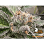 Seed Stockers Fishy Zoap cannabis plant image 7