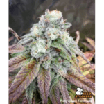 Seed Stockers Fishy Zoap cannabis plant image 8