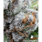 Seed Stockers Fishy Zoap cannabis plant image 9