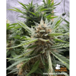 Seed Stockers Fishy Zoap Auto cannabis plant image 1
