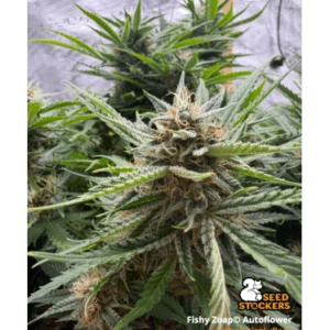 Seed Stockers Fishy Zoap Auto cannabis plant image 1
