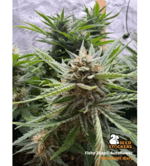 Fishy Zoap Auto