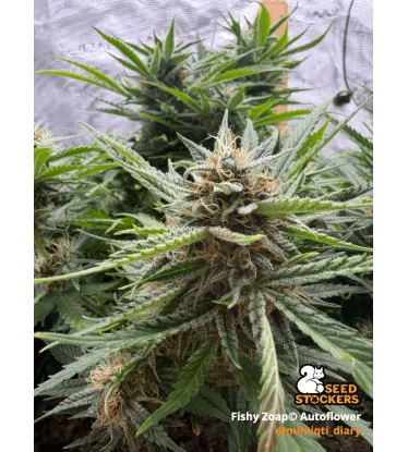 Seed Stockers Fishy Zoap Auto cannabis plant image 1