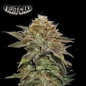 Seed Stockers Fruit Cake cannabis plant image 1
