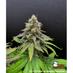 Seed Stockers FUH (Fucked Up Hippy) cannabis plant image 1