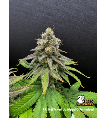 Seed Stockers FUH (Fucked Up Hippy) cannabis plant image 1