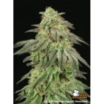 Seed Stockers FUH (Fucked Up Hippy) cannabis plant image 3