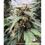 Seed Stockers FUH (Fucked Up Hippy) Auto cannabis plant image 1