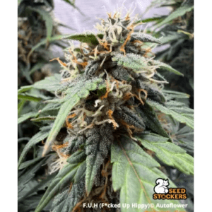 Seed Stockers FUH (Fucked Up Hippy) Auto cannabis plant image 1