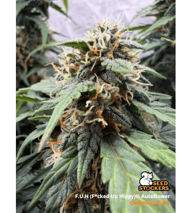 Seed Stockers FUH (Fucked Up Hippy) Auto cannabis plant image 1
