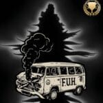Seed Stockers FUH (Fucked Up Hippy) Auto cannabis plant image 2