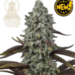 Seed Stockers Madonna Triploid cannabis plant image 1
