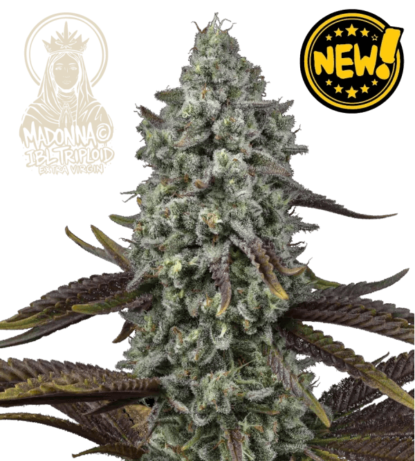 Seed Stockers Madonna Triploid cannabis plant image 1