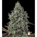 Seed Stockers Madonna Triploid cannabis plant image 2
