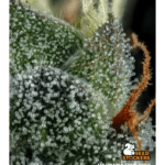 Seed Stockers Madonna Triploid cannabis plant image 3