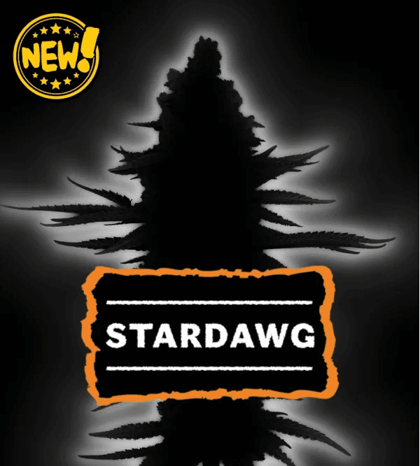 Seed Stockers Stardawg (Manny Cut) cannabis plant image 1