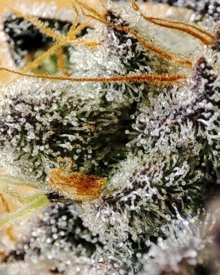 Seeds of Anarchy Bullshit cannabis plant image 1