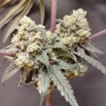 Seeds of Anarchy Bullshit cannabis plant image 2
