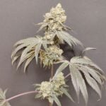 Seeds of Anarchy Bullshit cannabis plant image 3
