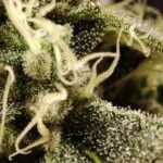 Seeds of Anarchy Bullshit cannabis plant image 4