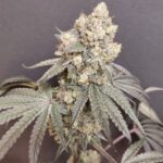 Seeds of Anarchy Bullshit cannabis plant image 5