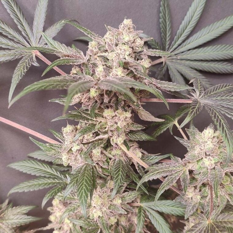 Seeds of Anarchy Cabin Fever cannabis plant image 1