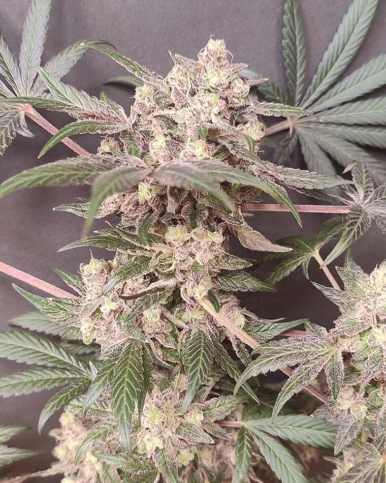 Seeds of Anarchy Cabin Fever cannabis plant image 1