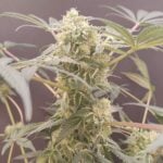 Seeds of Anarchy Cabin Fever cannabis plant image 2
