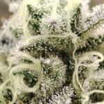 Seeds of Anarchy Cabin Fever cannabis plant image 3