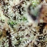Seeds of Anarchy Cabin Fever cannabis plant image 4