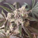 Seeds of Anarchy Cabin Fever cannabis plant image 5