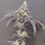 Seeds of Anarchy Dancing Sprite cannabis plant image 1