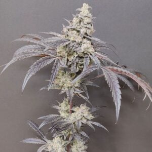 Seeds of Anarchy Dancing Sprite cannabis plant image 1