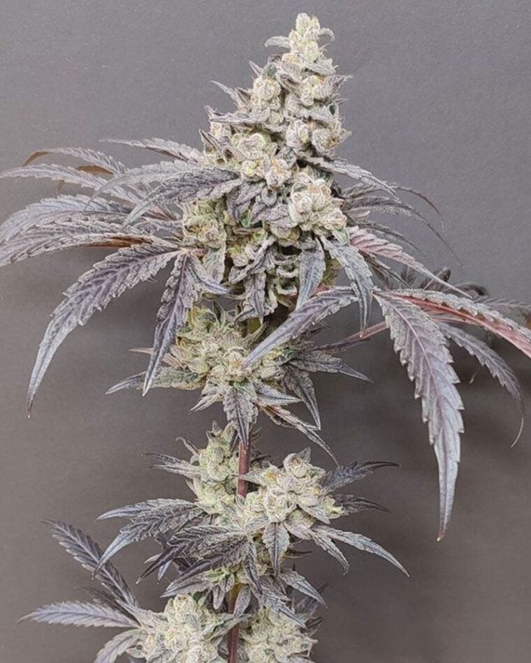 Seeds of Anarchy Dancing Sprite cannabis plant image 1