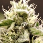 Seeds of Anarchy Dancing Sprite cannabis plant image 2
