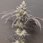 Seeds of Anarchy Dancing Sprite cannabis plant image 3