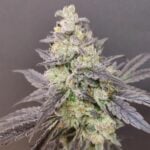 Seeds of Anarchy Dancing Sprite cannabis plant image 5