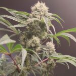 Seeds of Anarchy Gorgon cannabis plant image 1