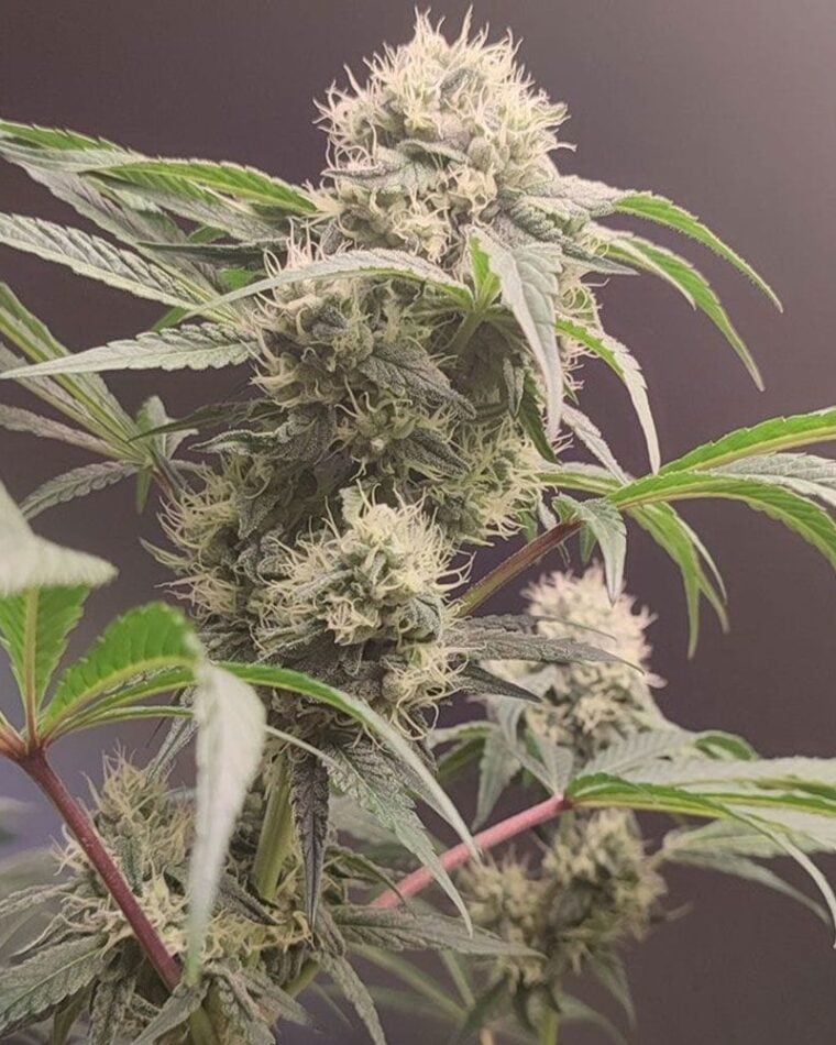 Seeds of Anarchy Gorgon cannabis plant image 1