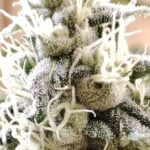 Seeds of Anarchy Gorgon cannabis plant image 2