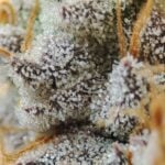 Seeds of Anarchy Gorgon cannabis plant image 3
