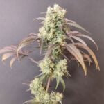 Seeds of Anarchy Gorgon cannabis plant image 4