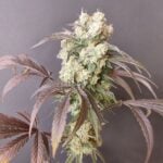 Seeds of Anarchy Gorgon cannabis plant image 5