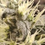 Seeds of Anarchy Gunk cannabis plant image 1