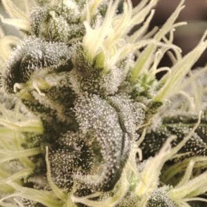Seeds of Anarchy Gunk cannabis plant image 1