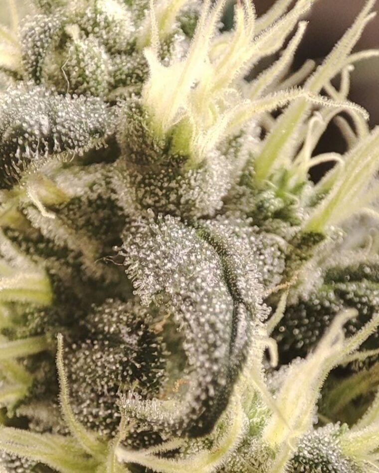 Seeds of Anarchy Gunk cannabis plant image 1