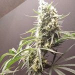 Seeds of Anarchy Gunk cannabis plant image 2