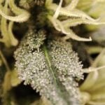 Seeds of Anarchy Gunk cannabis plant image 3